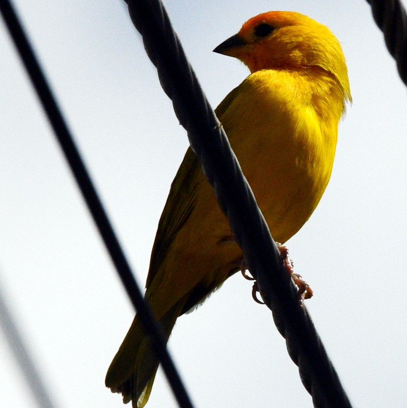 Saffron Finch - ML524105901