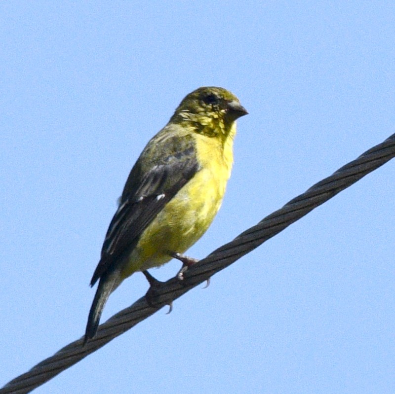 Lesser Goldfinch - ML524106071