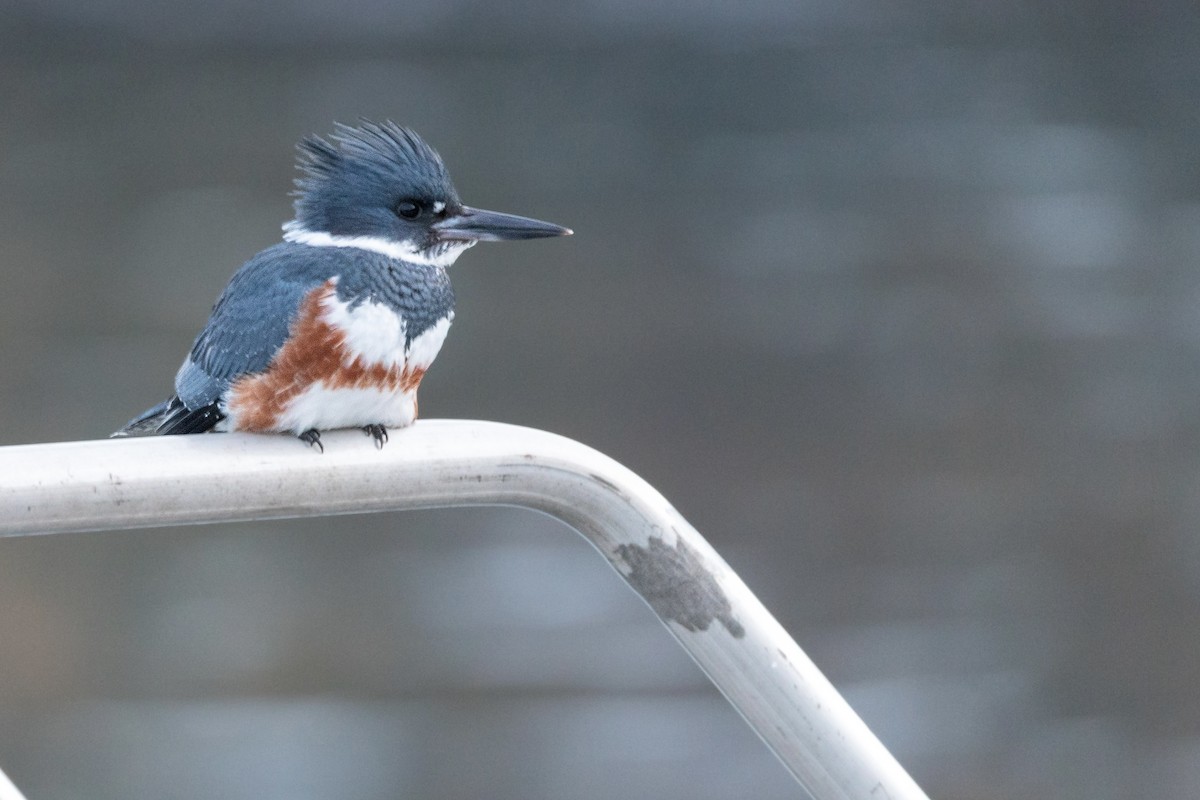 Belted Kingfisher - ML524106361