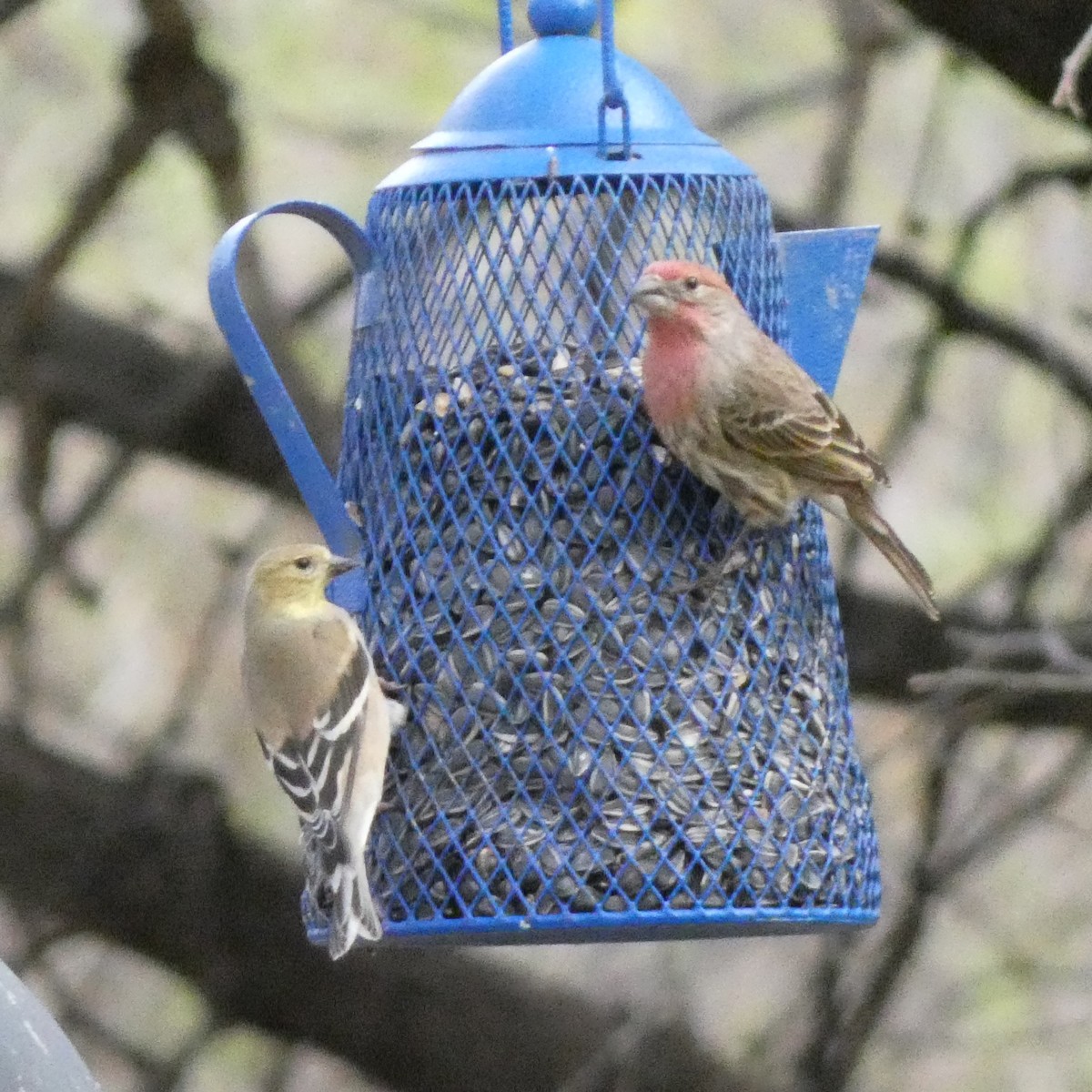 American Goldfinch - ML524106691