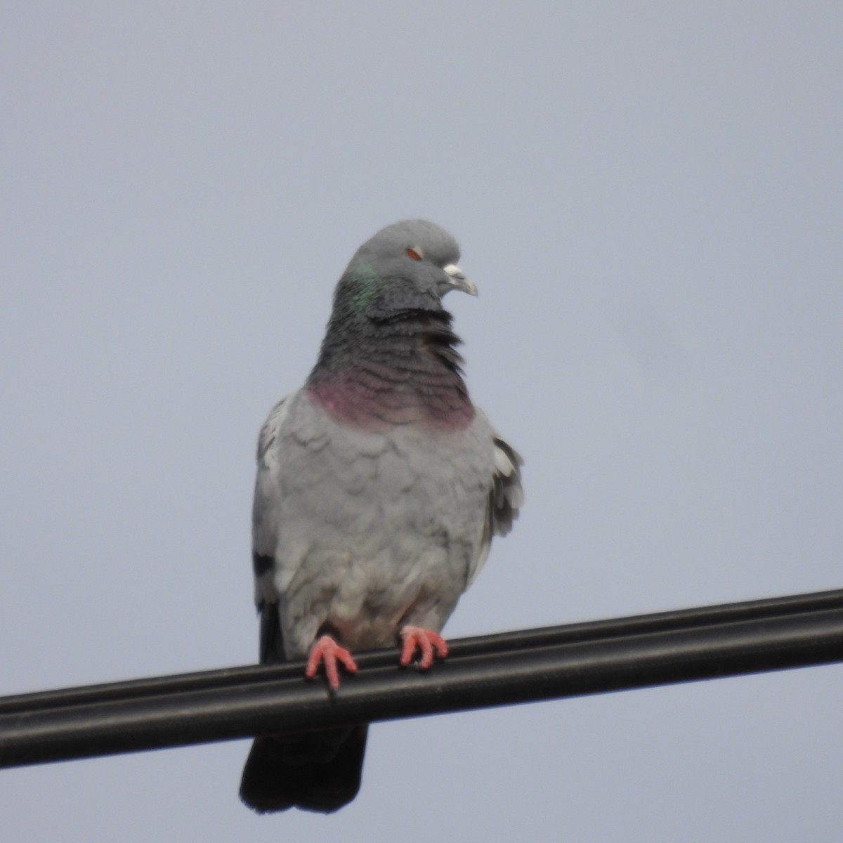 Pigeon biset (forme domestique) - ML524106751