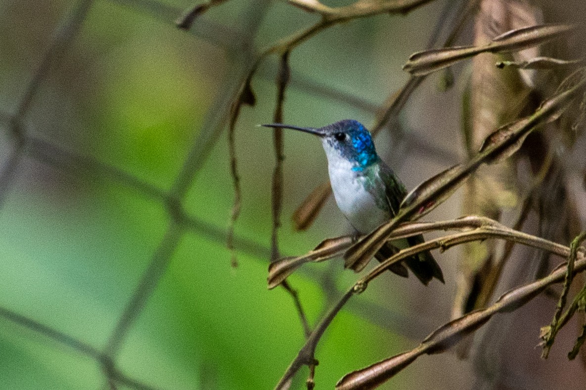 kolibřík andský - ML524107071