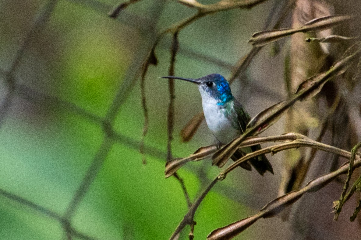 Andean Emerald - ML524107071