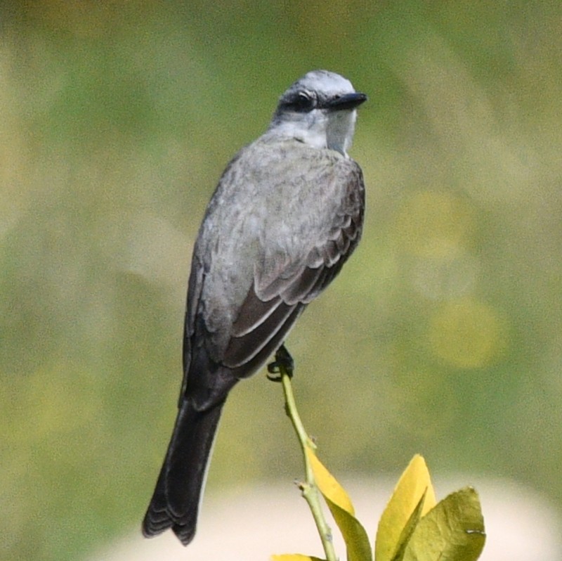 Gray Kingbird - ML524107251