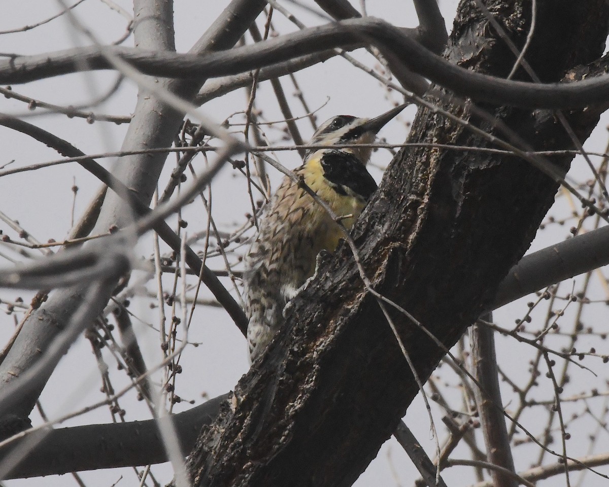 Yellow-bellied Sapsucker - ML524107271