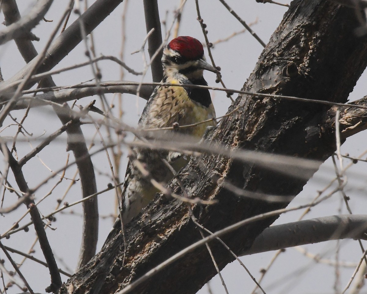 Yellow-bellied Sapsucker - Ted Wolff