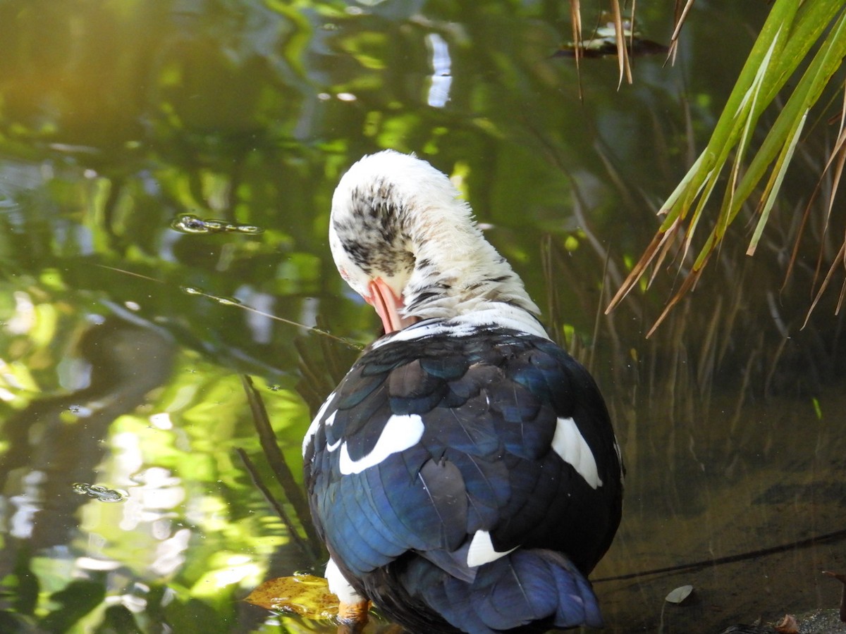 Muscovy Duck (Domestic type) - ML524109621