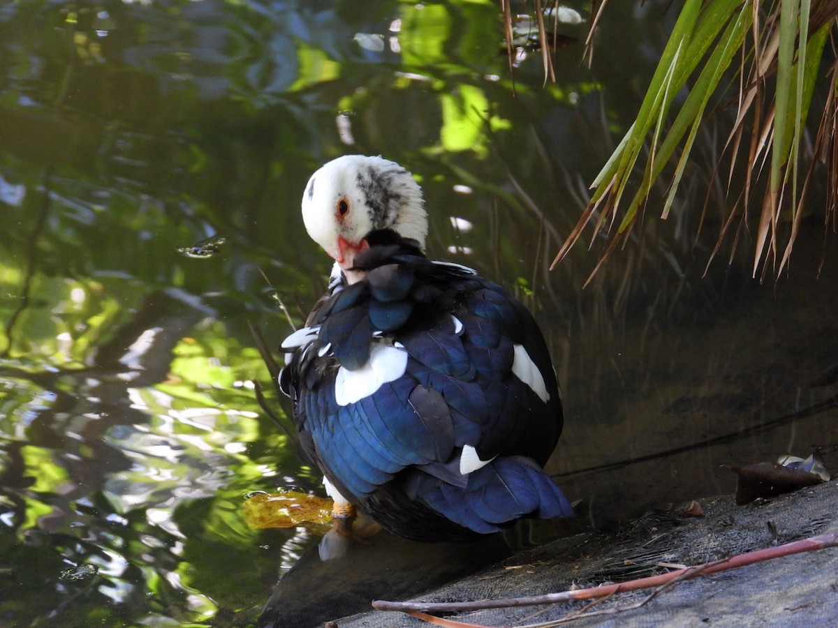 Muscovy Duck (Domestic type) - ML524109651