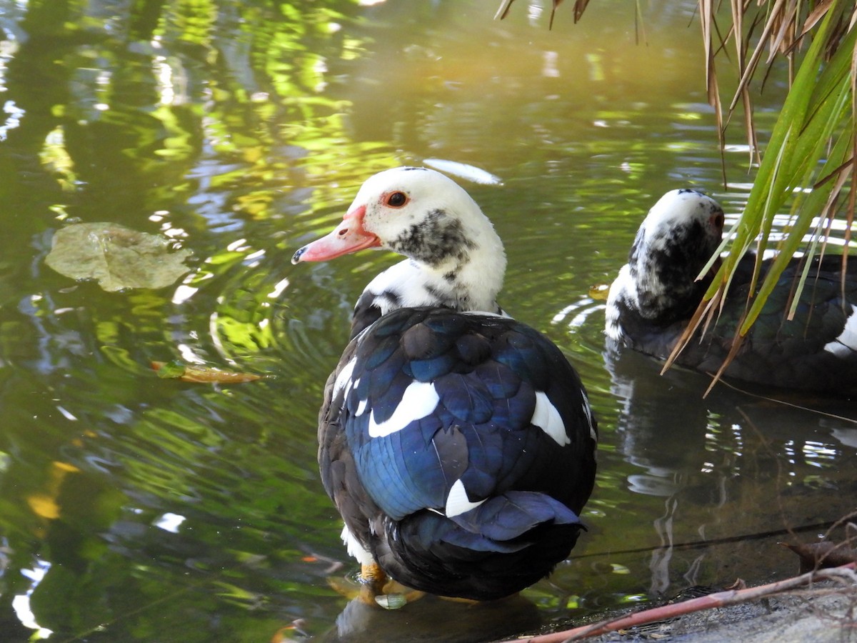 Muscovy Duck (Domestic type) - ML524109661