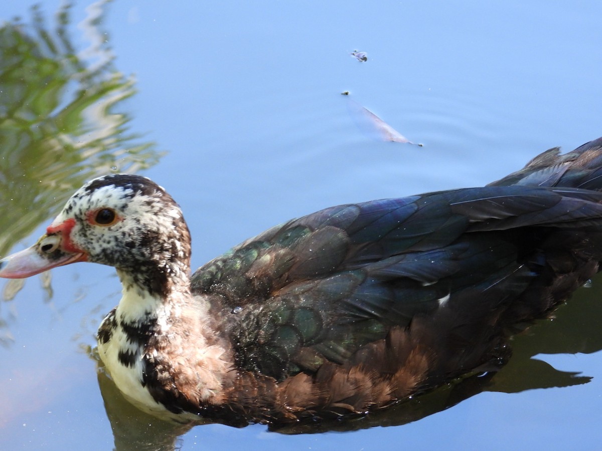 Muscovy Duck (Domestic type) - ML524109881