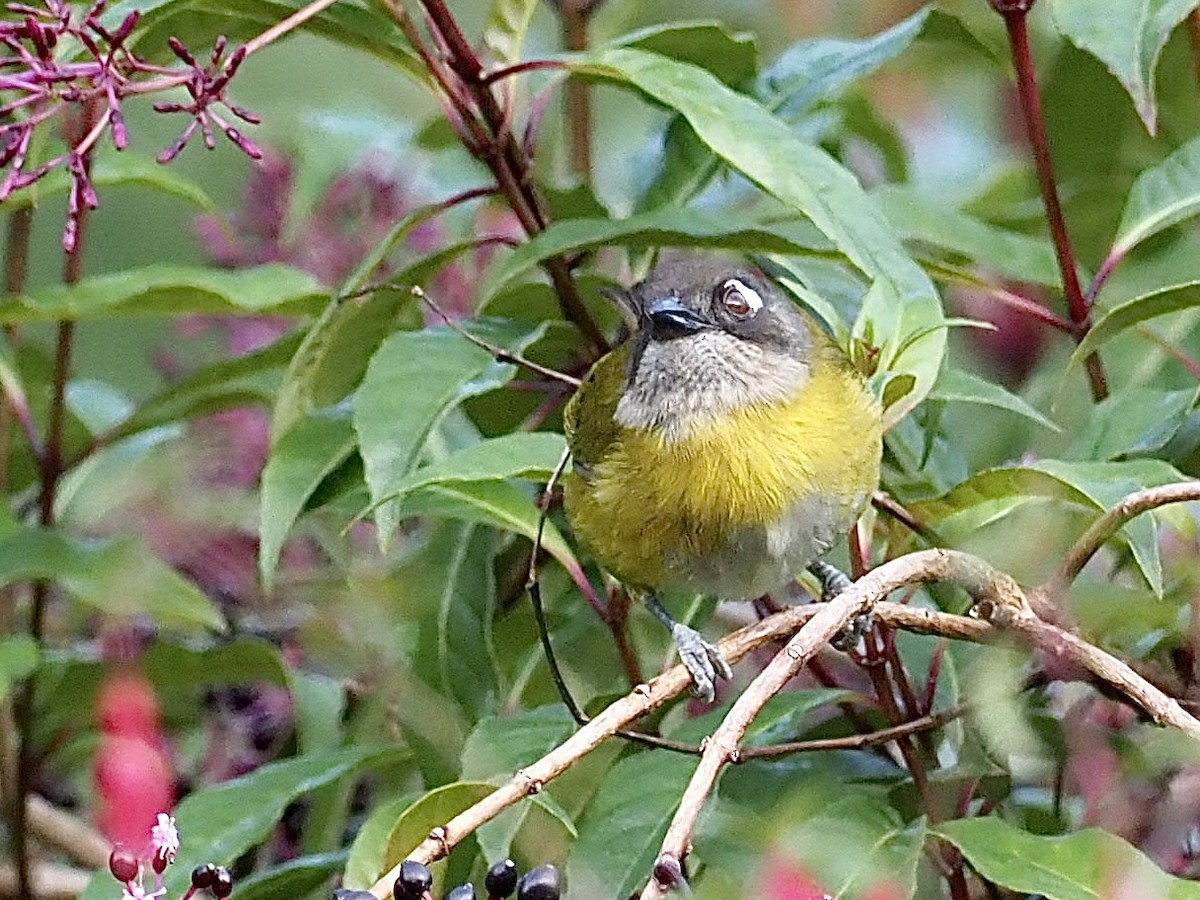 Common Chlorospingus - ML524110841