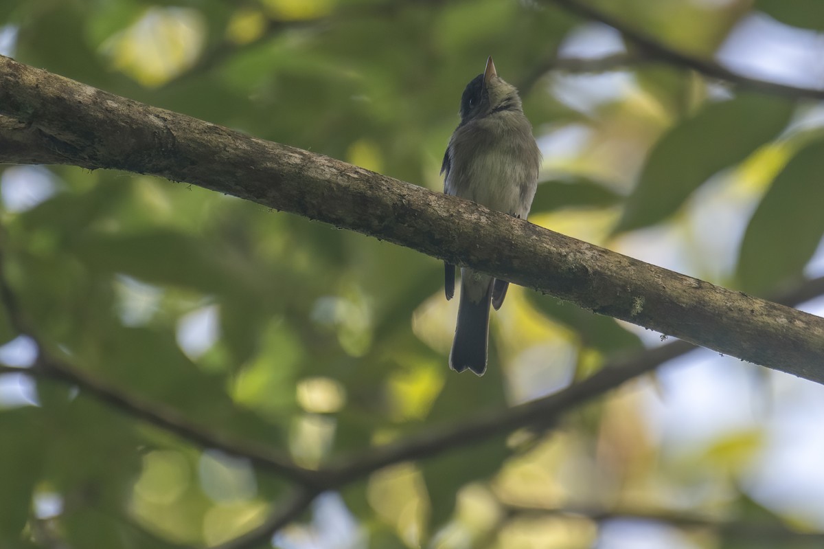 Eastern Wood-Pewee - ML524113771