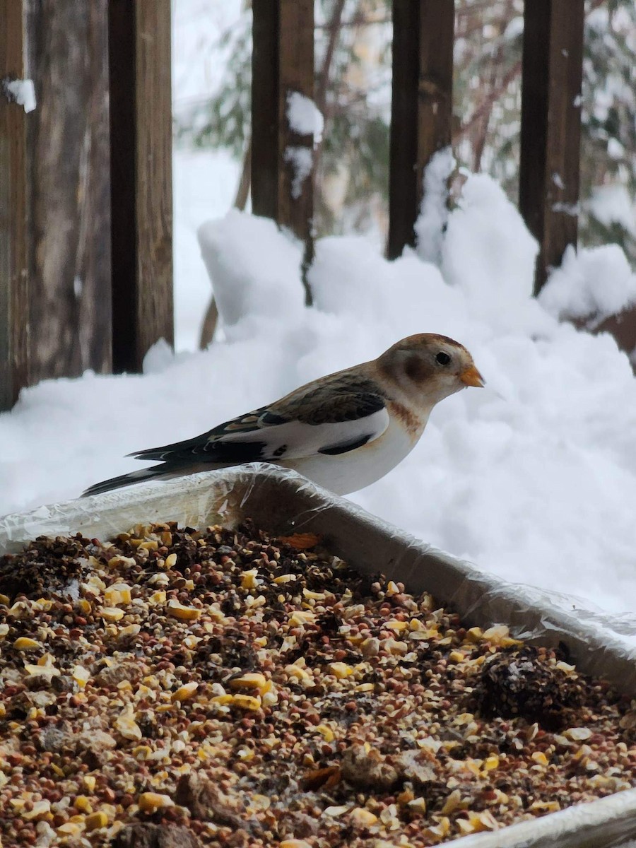 Snow Bunting - Meg Calkins