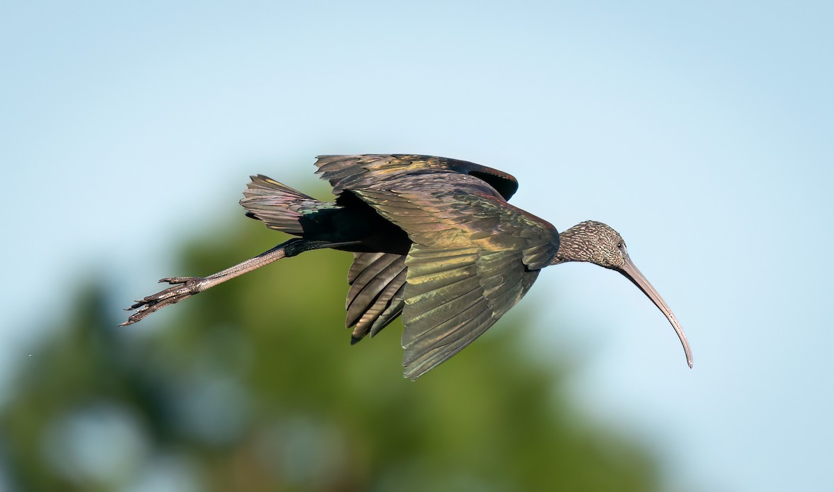 ibis hnědý - ML524114451