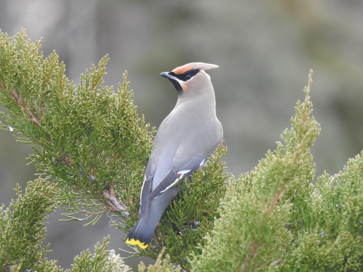 Bohemian Waxwing - ML524115481