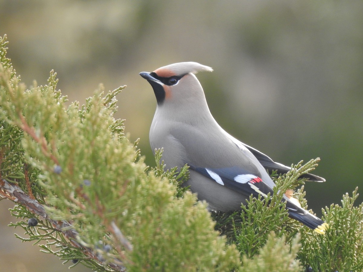 Bohemian Waxwing - ML524115511