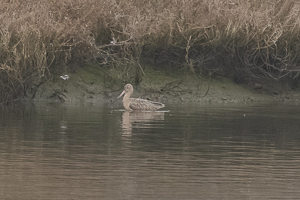 Marbled Godwit - James McNamara