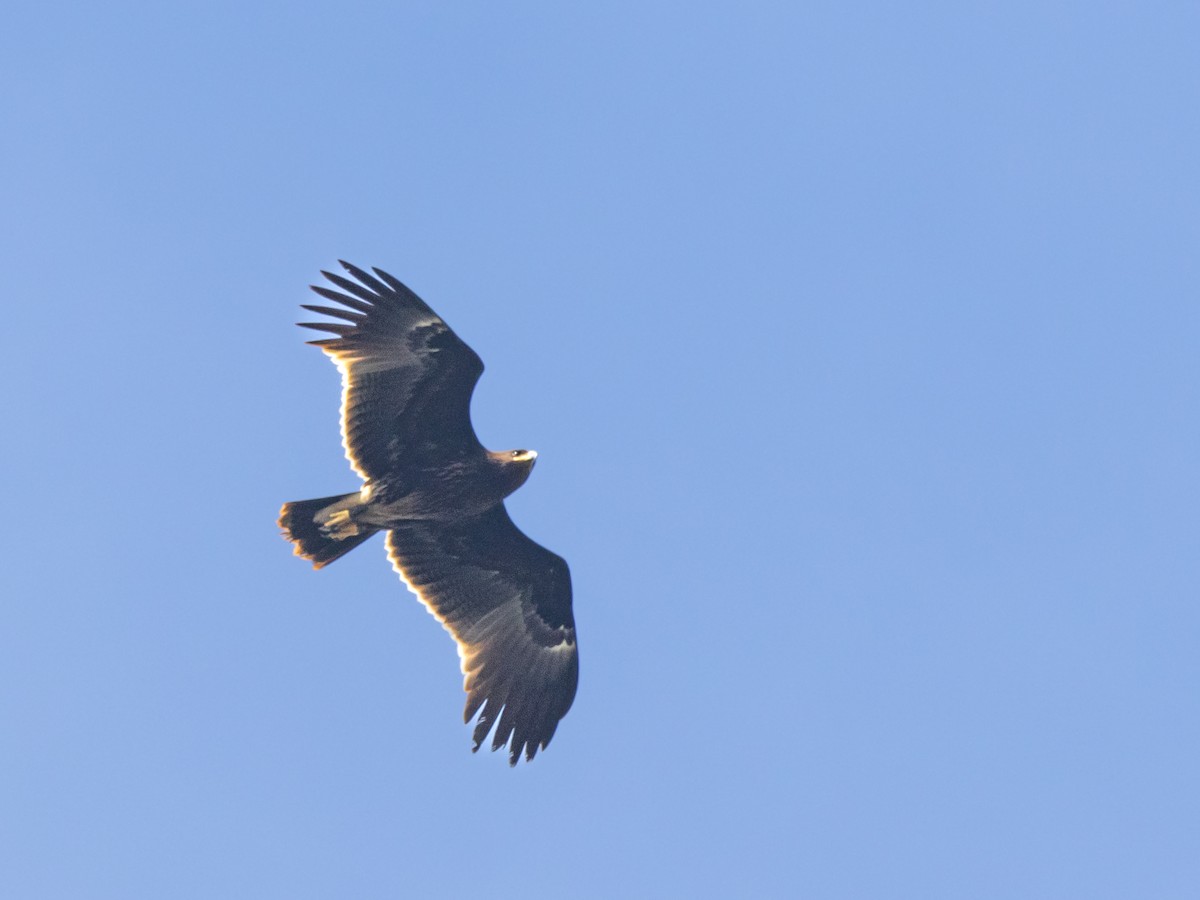 Greater Spotted Eagle - ML524116181