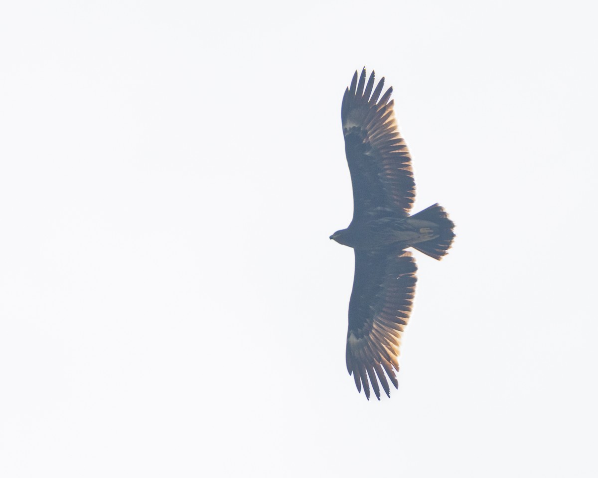 Greater Spotted Eagle - ML524116191