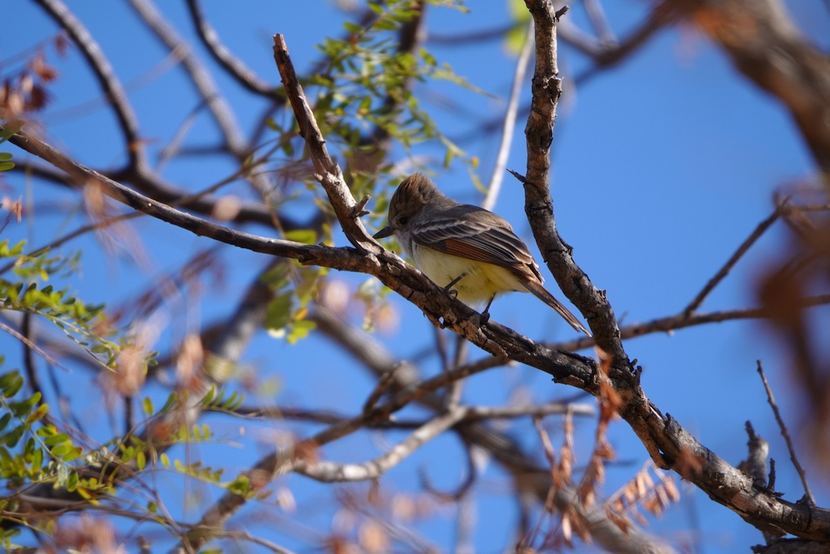 Nutting's Flycatcher - Raphael Lusti