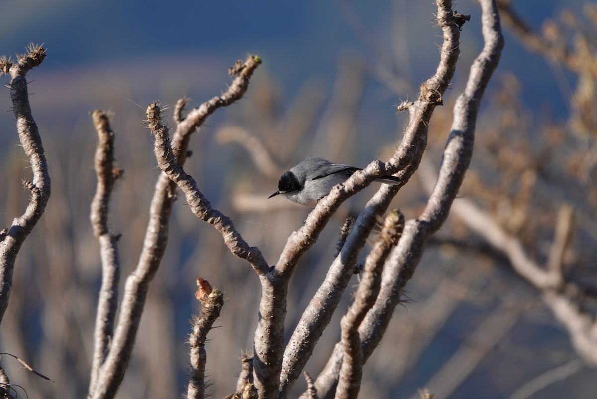 White-lored Gnatcatcher - ML524116861