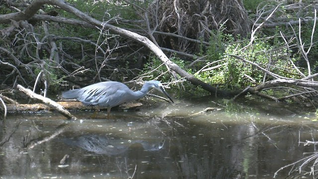 White-faced Heron - ML524116961