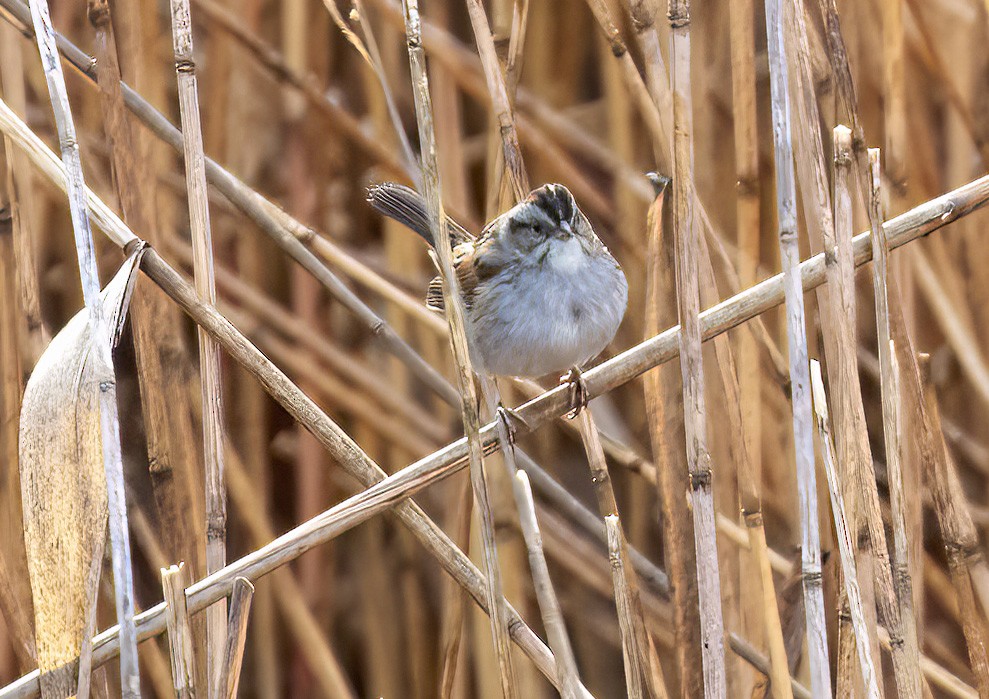 Swamp Sparrow - ML524117591