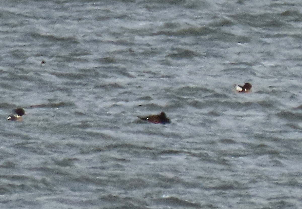 White-winged Scoter - Scott Loss