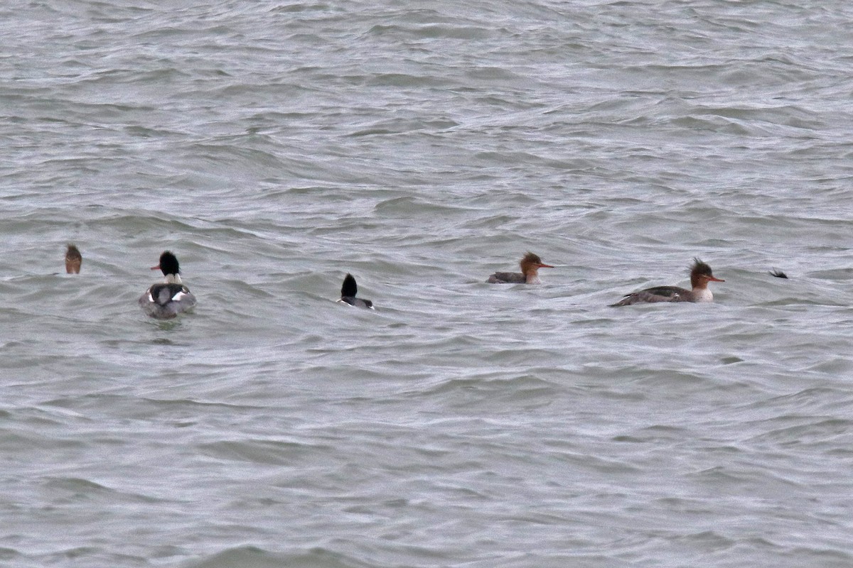 Red-breasted Merganser - ML524117961