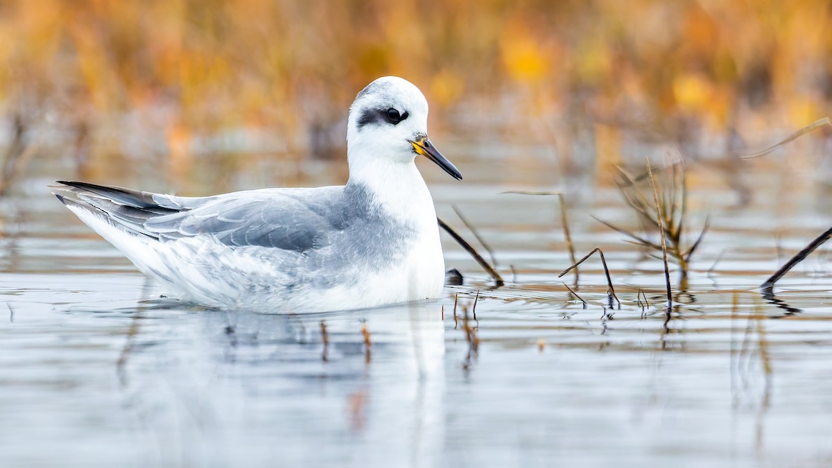 Red Phalarope - Connor Cochrane
