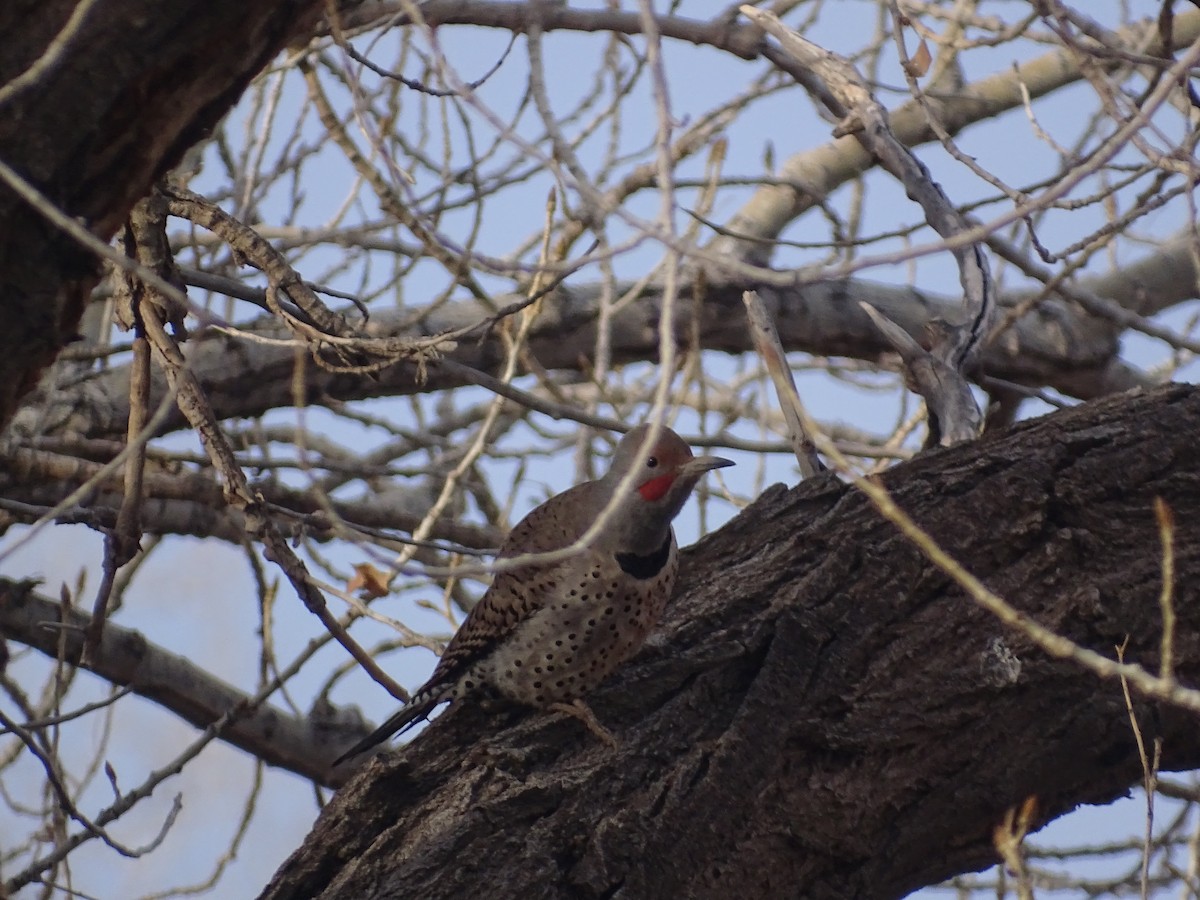 Northern Flicker - ML524119021