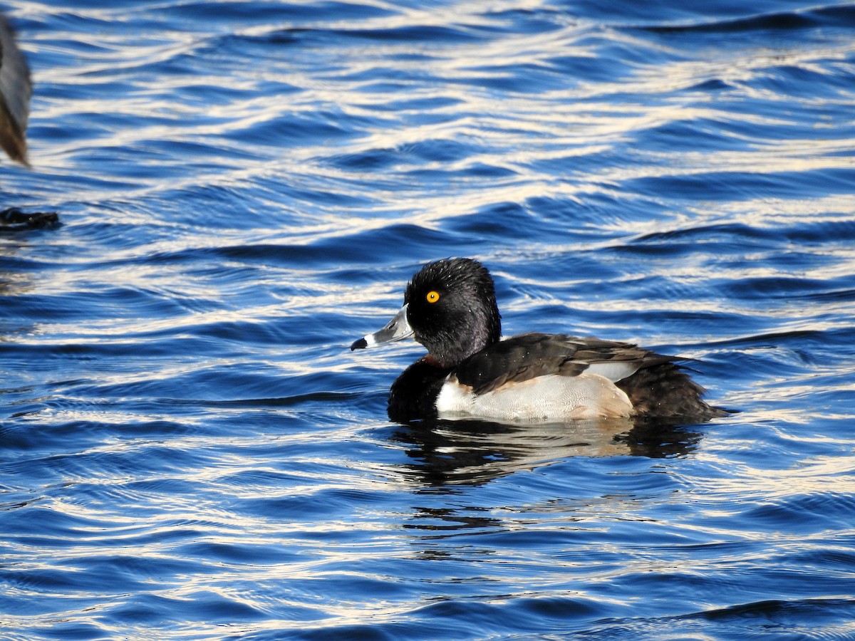 Ring-necked Duck - ML524119231