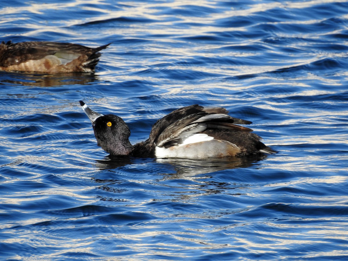 Ring-necked Duck - Luis Gonzalez