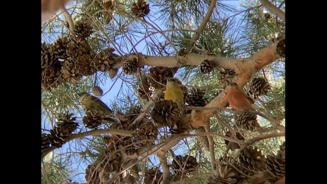 Red Crossbill - ML524120231