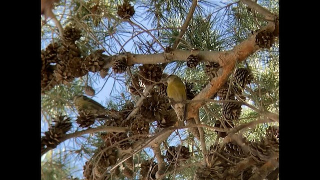 Red Crossbill - ML524120261