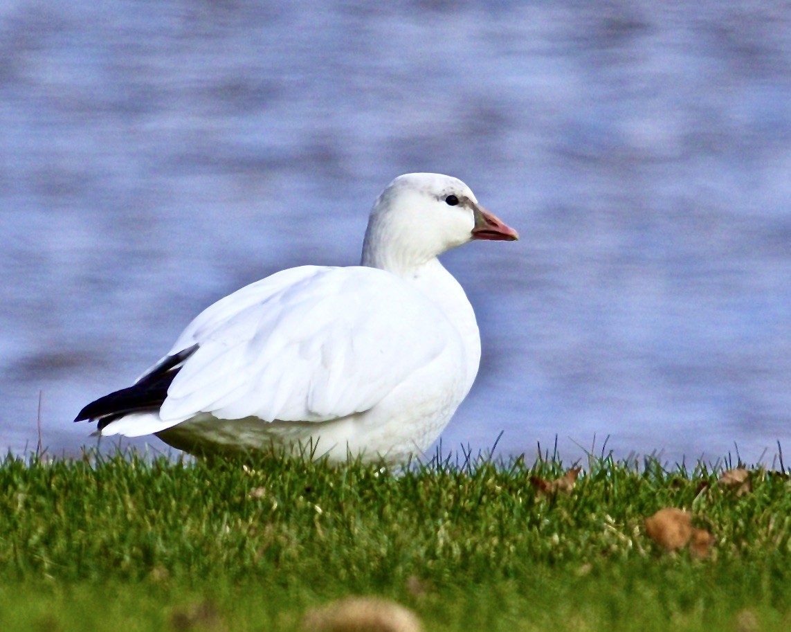 Ross's Goose - Jack & Holly Bartholmai