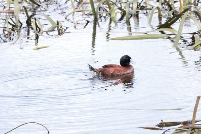 Blue-billed Duck - ML524120611