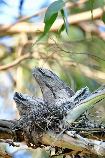 Tawny Frogmouth - ML524121981