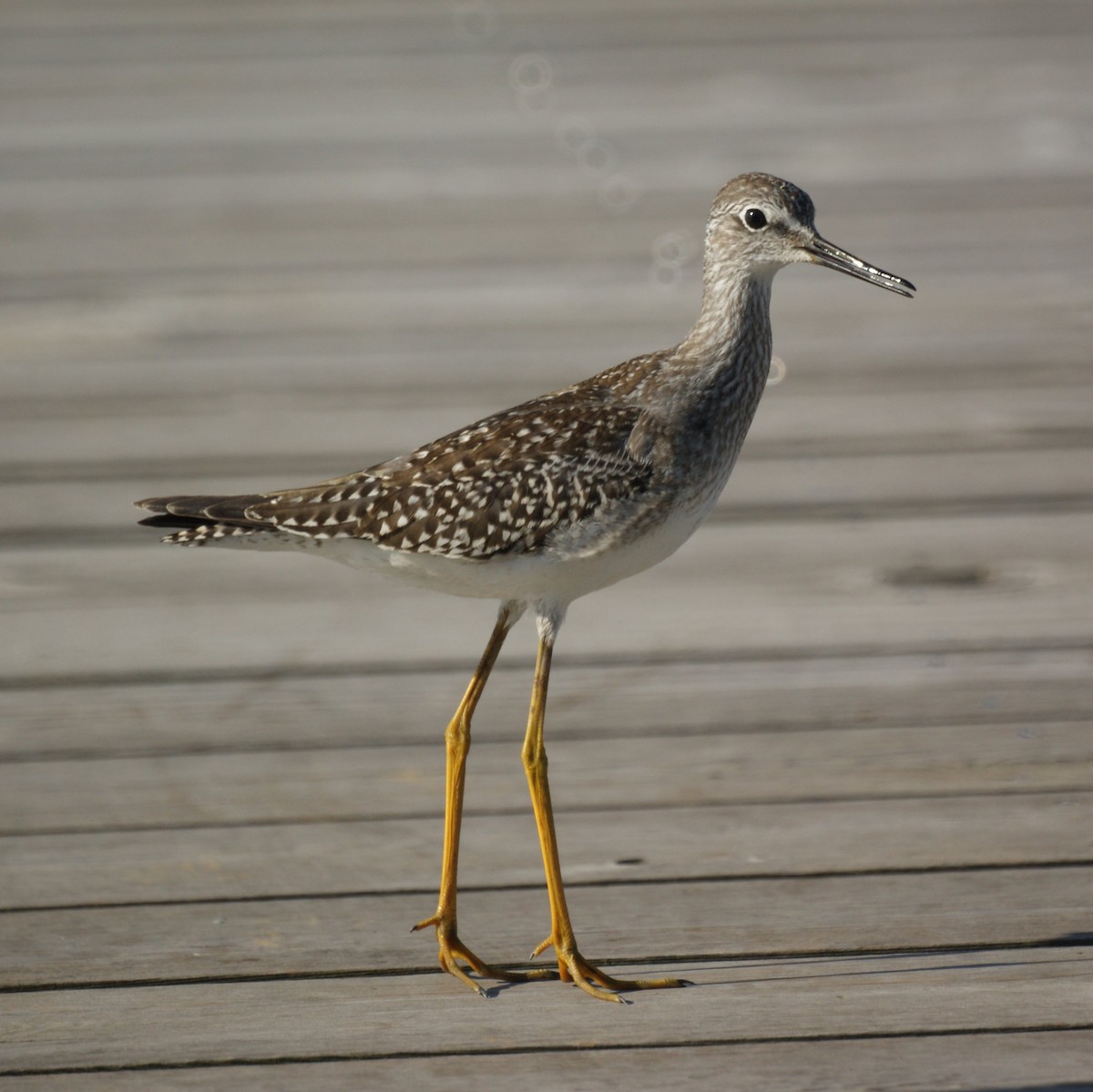 gulbeinsnipe - ML524122731