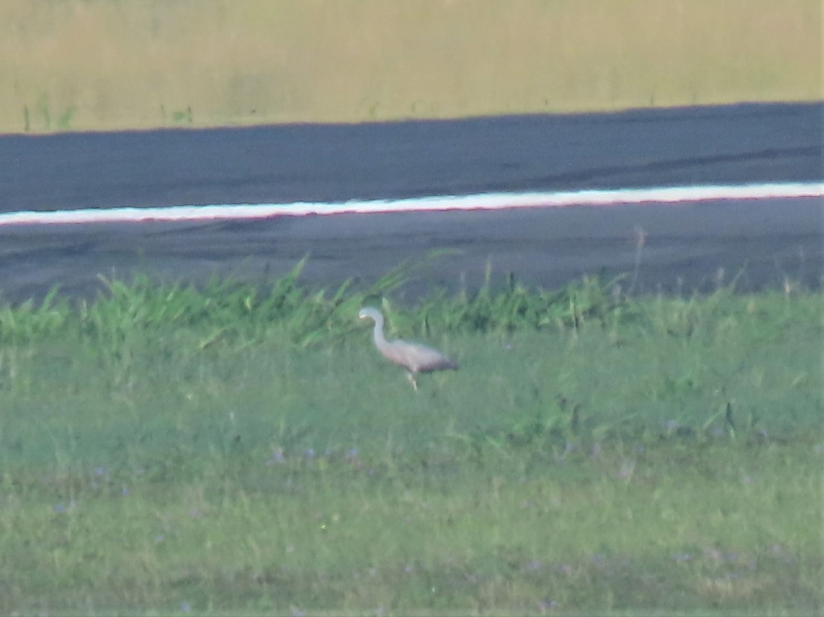 White-faced Heron - ML524122831