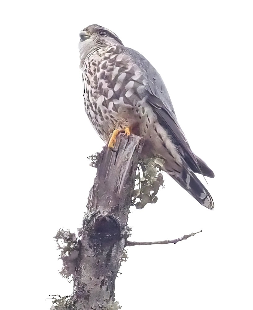 Merlin - ML524123731