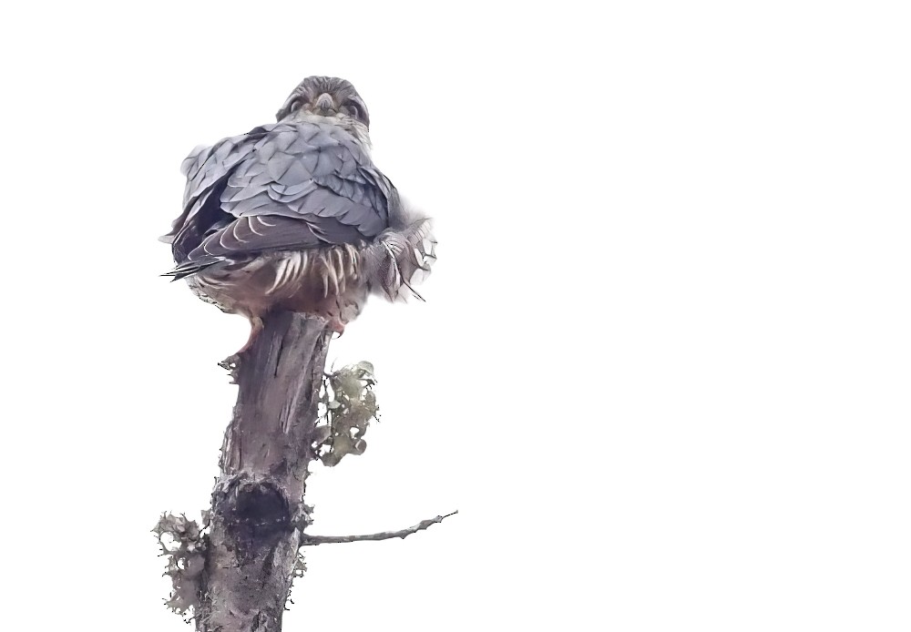 Merlin - ML524123751