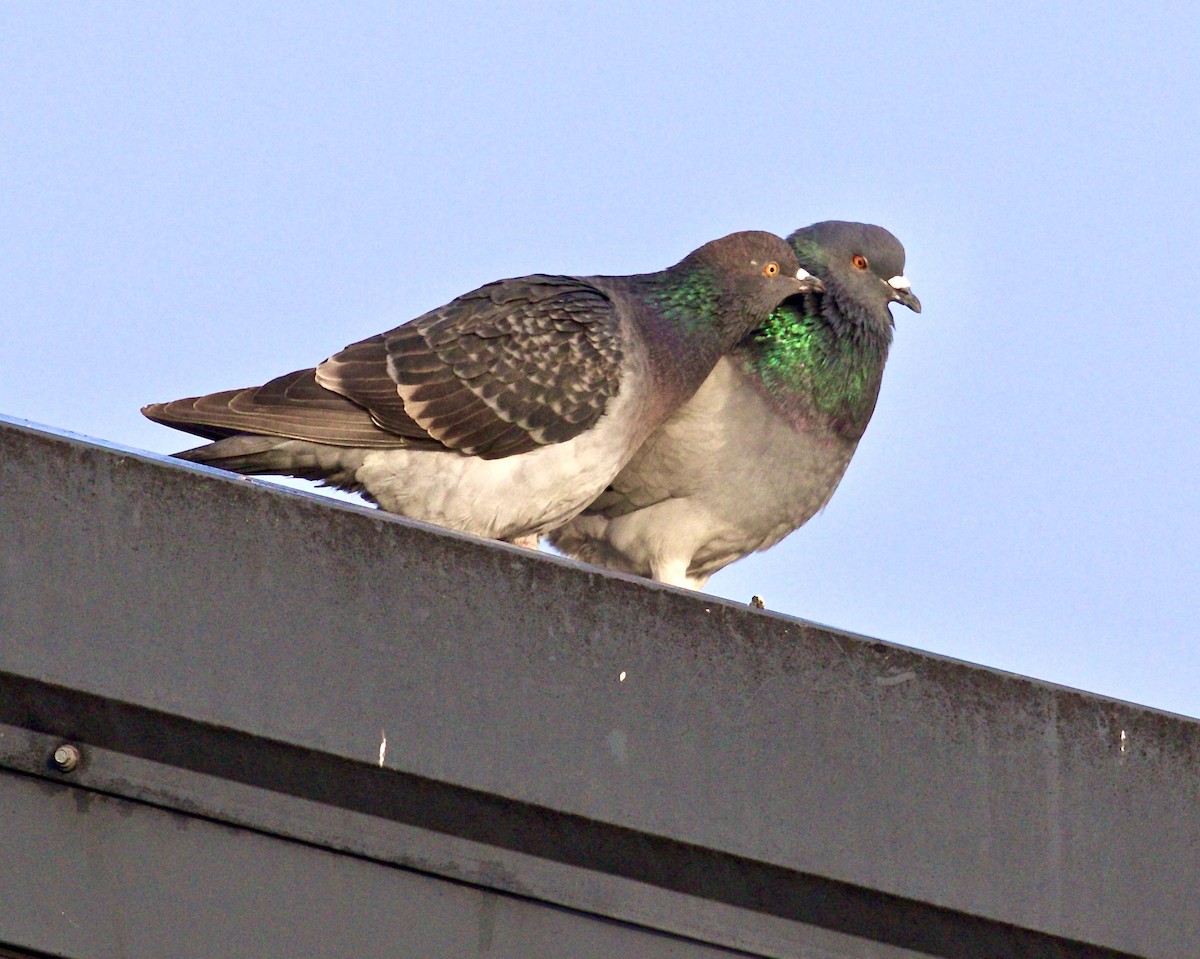 Сизый голубь (Одомашненного типа) - ML524124171
