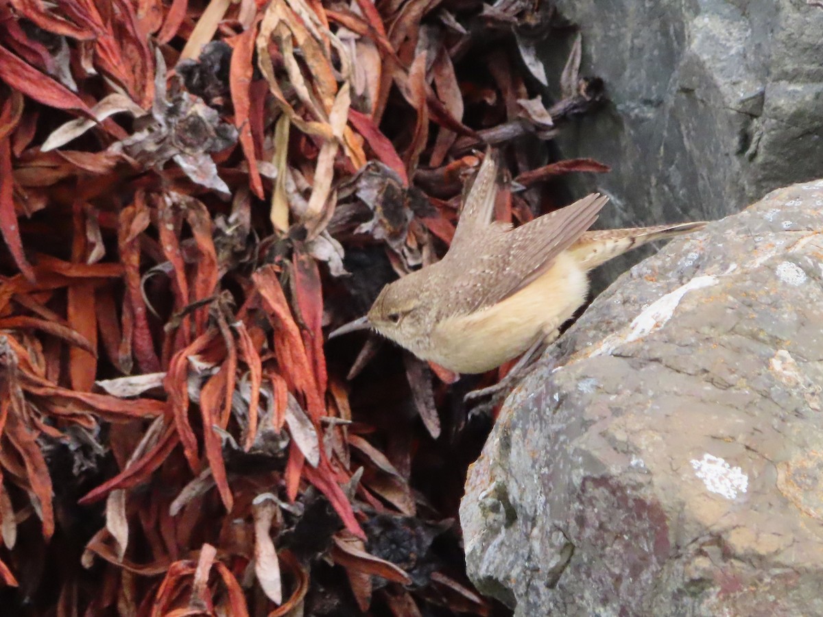 Rock Wren - ML524124591