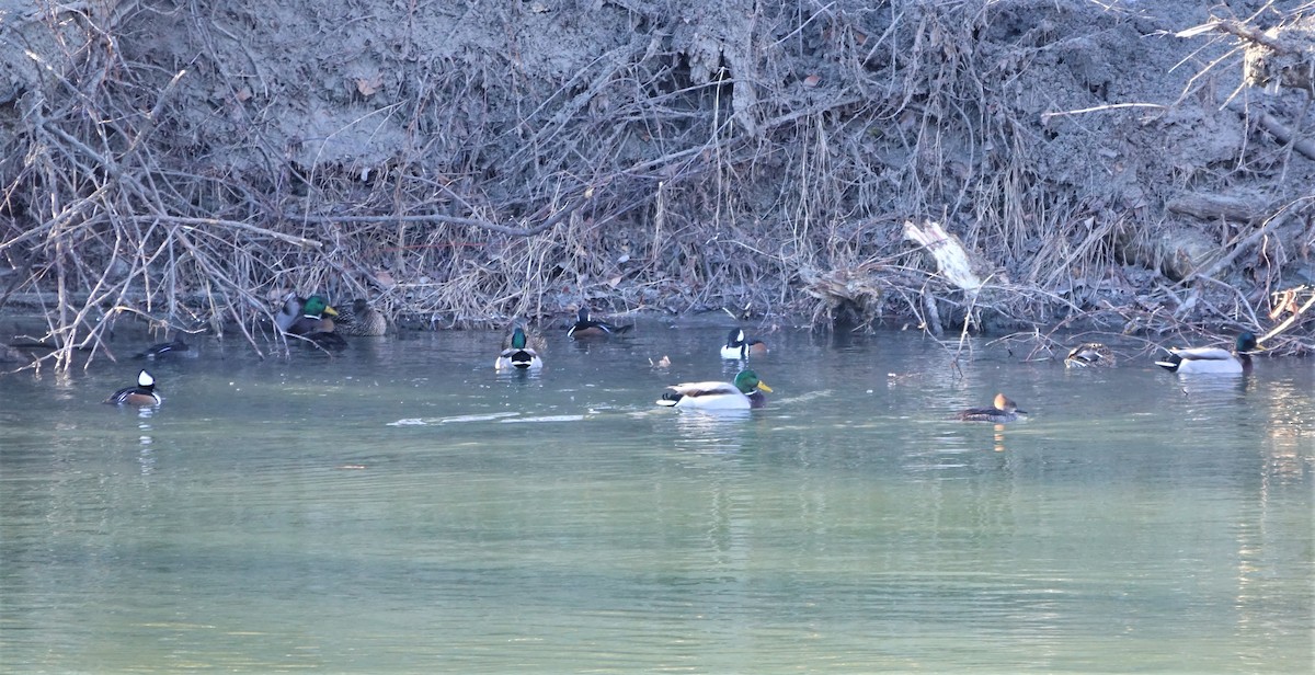 Hooded Merganser - ML524126571