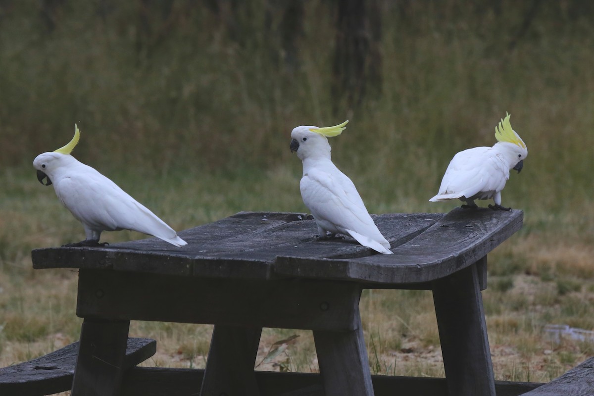 Sulphur-crested Cockatoo - ML524128381