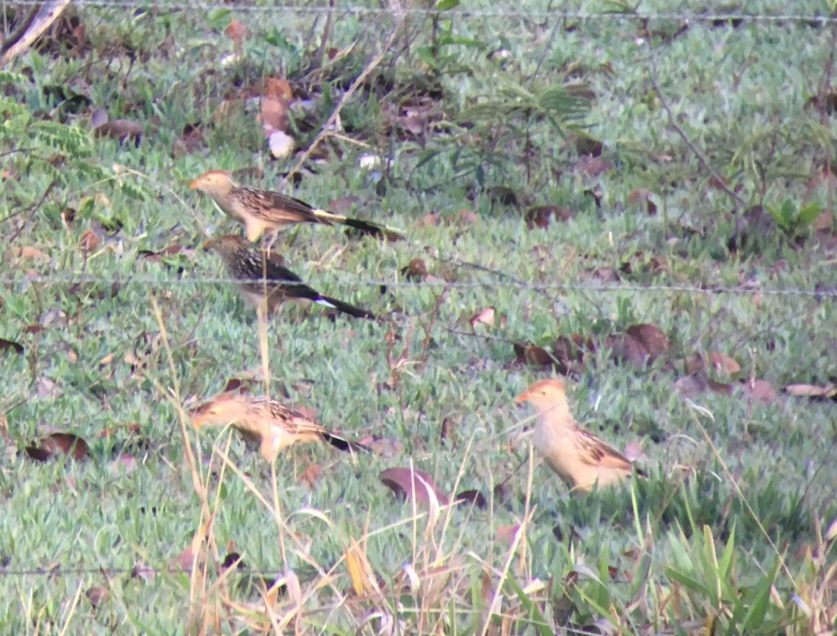 Guira Cuckoo - ML524129171