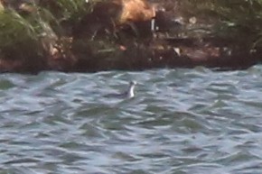 Red-necked Phalarope - ML524129211