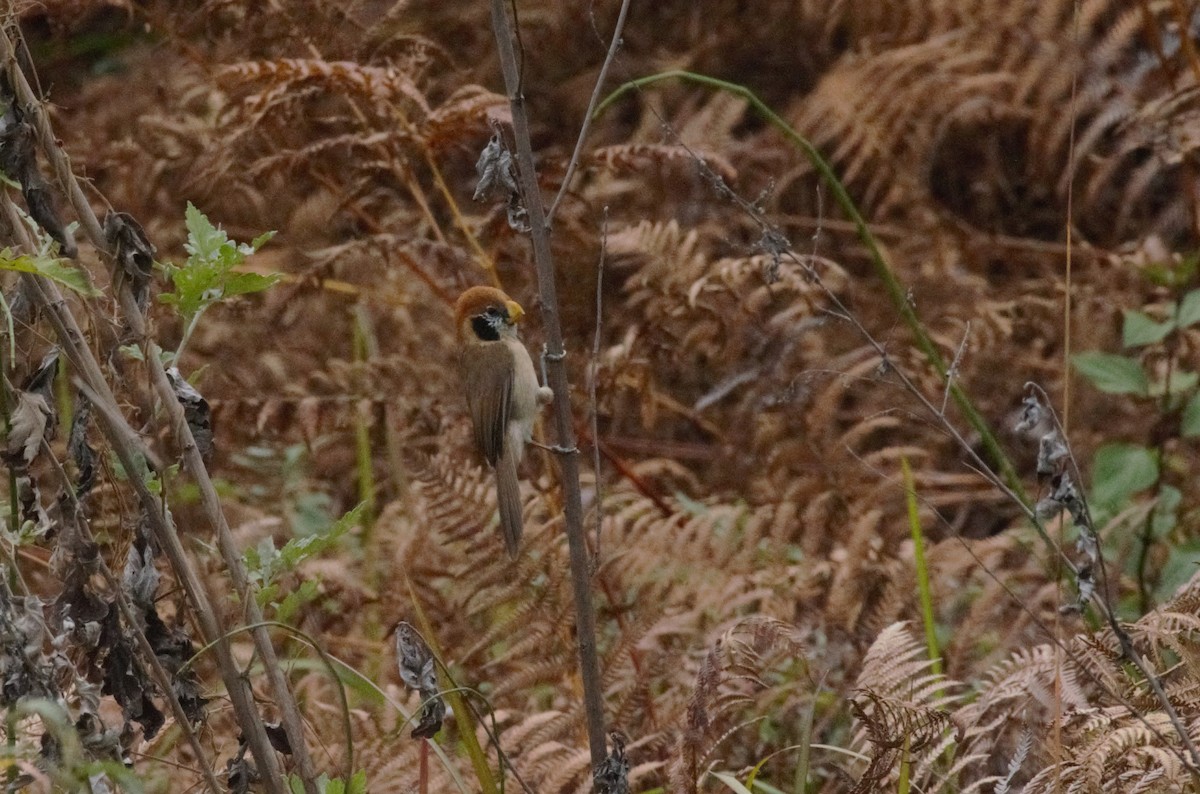 Spot-breasted Parrotbill - ML524129671