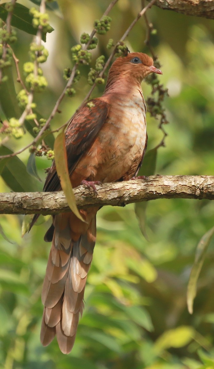 Little Cuckoo-Dove - ML52413401